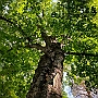 Baum_und_Holz7(1)
